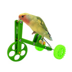 Vélo pour perroquet