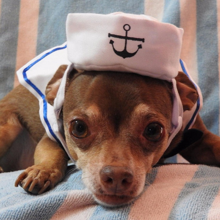 Costume de marin pour chat