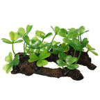 Décoration plante sur souche
