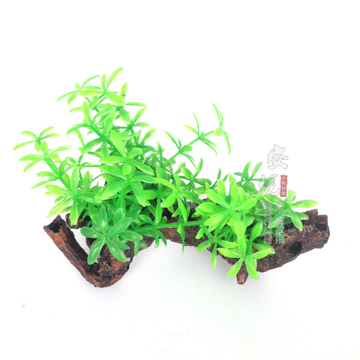 Décoration plante sur souche