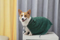 Peignoir éponge pour chien