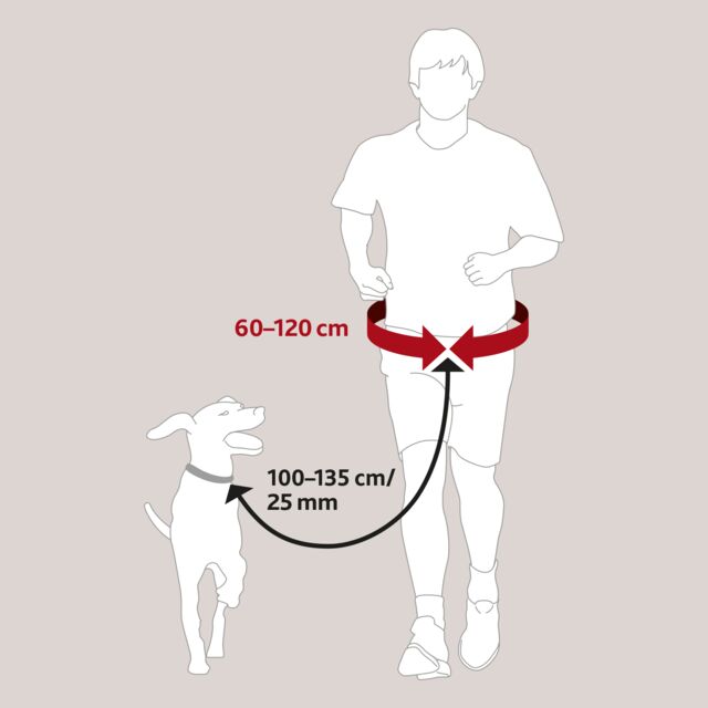 Ceinture ventrale avec laisse