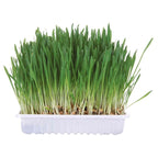 Herbe pour petits animaux, lot 6 pc