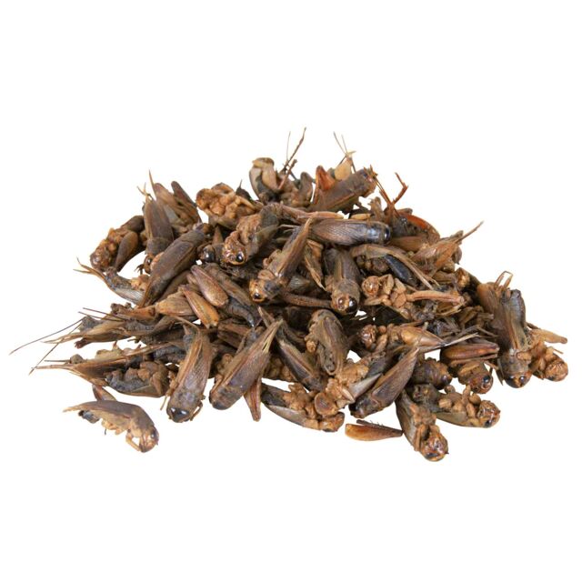 Grillons, lot 6 x 25g