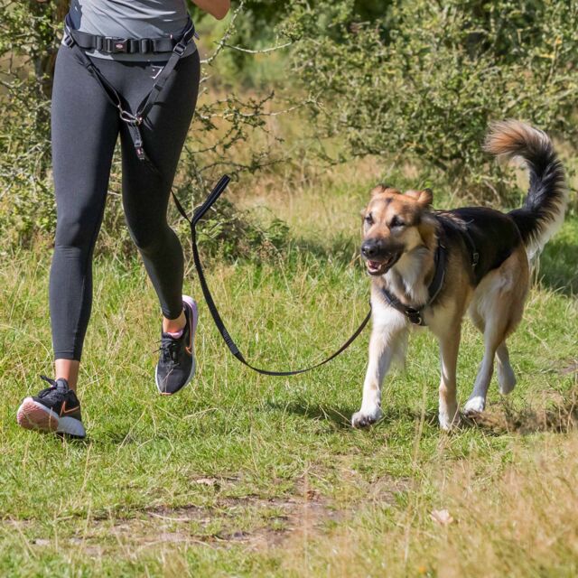 Ceinture ventrale avec laisse, chiens moyenne et grande taille
