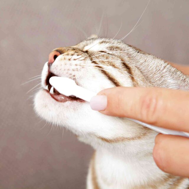 Set d'hygiène dentaire pour chat lot de 3