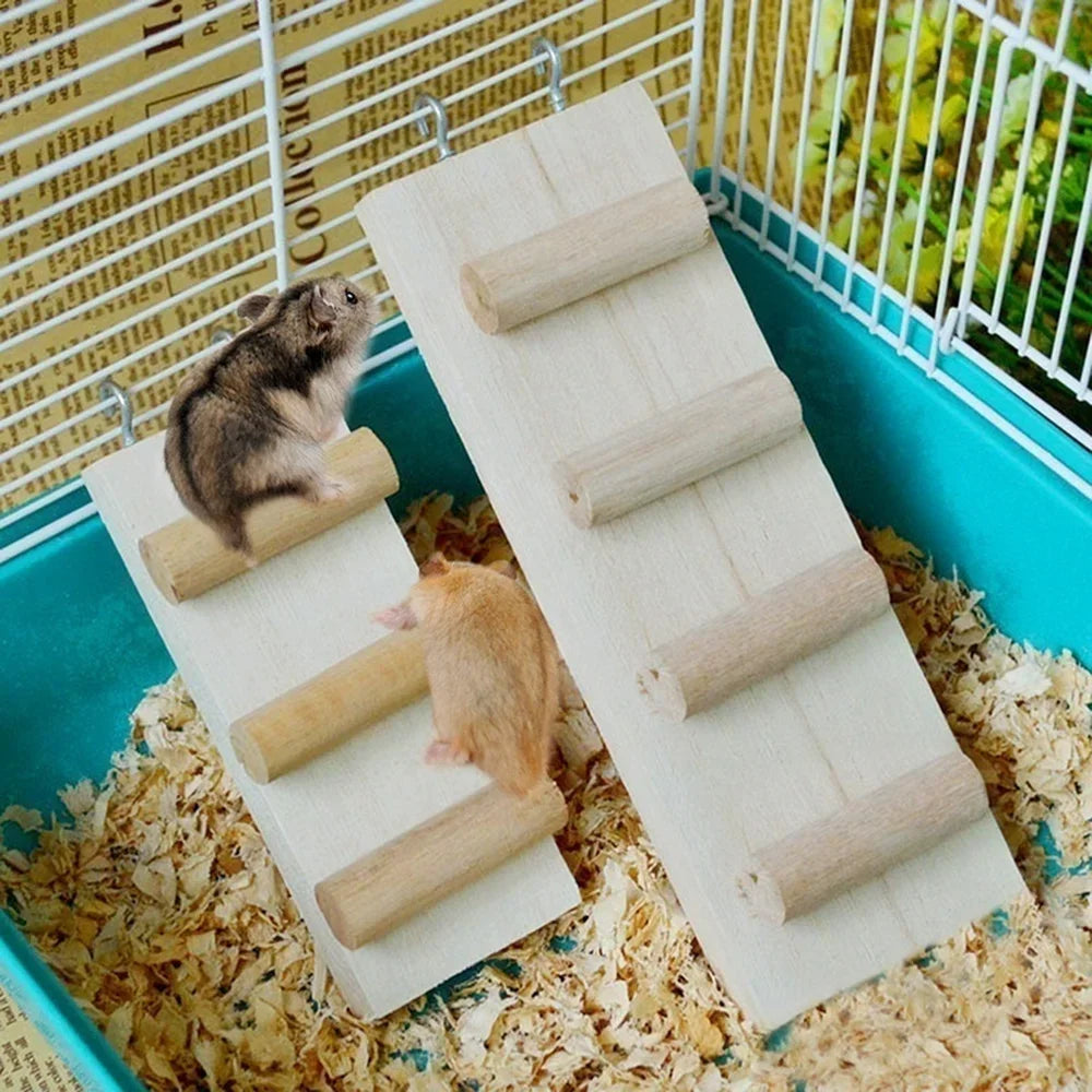 échelle pleine hamster