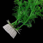 Plante en plastique Egeria