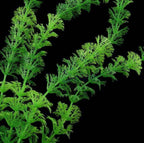 Plante en plastique Egeria