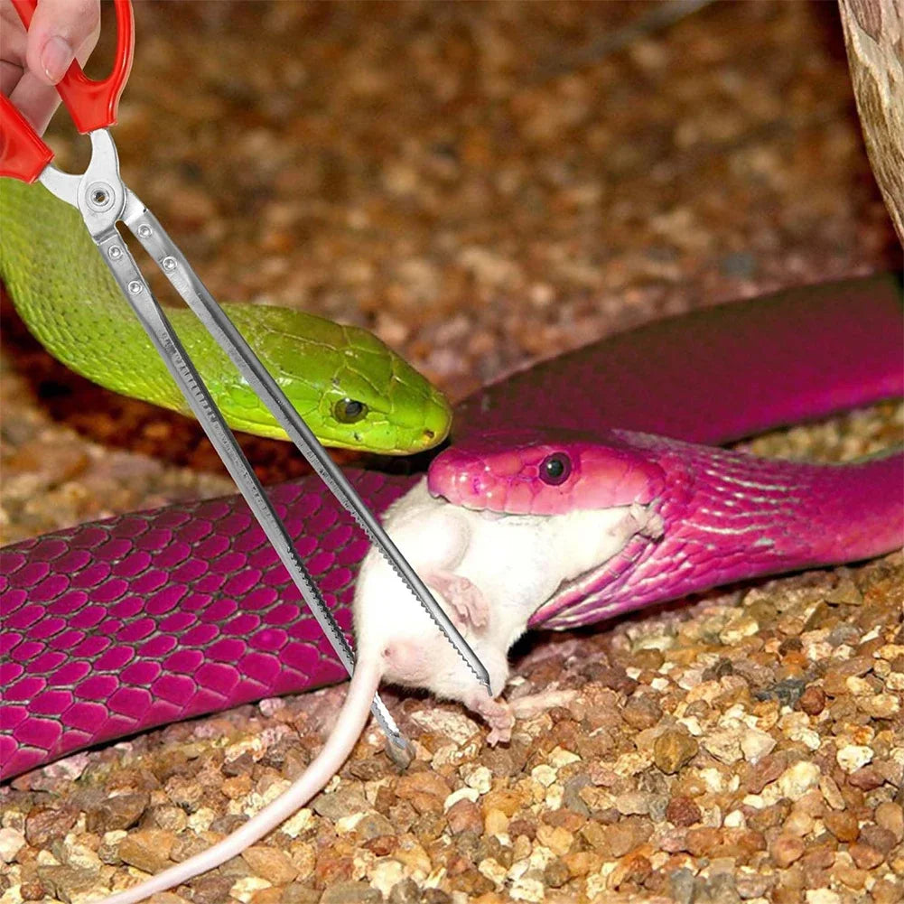 Pince alimentation serpents