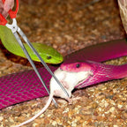 Pince alimentation serpents
