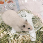 Roue hamster horizontale