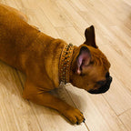 collier en cuir clouté pour chien