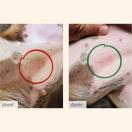 Flatazor Protect Dermato 2 ou 12 kg