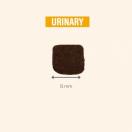Protect URINARY - Pro Nutrition 2 ou 12 kg