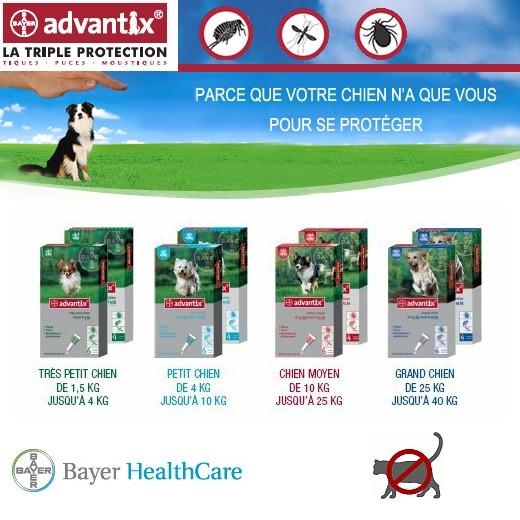 Advantix anti tiques, puces, moustiques