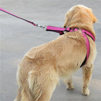 Set Laisse collier harnais pour chien