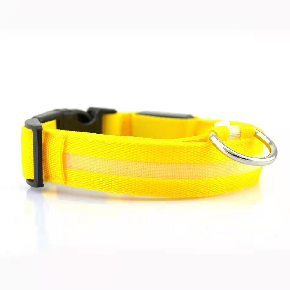 Collier chien lumineux LED